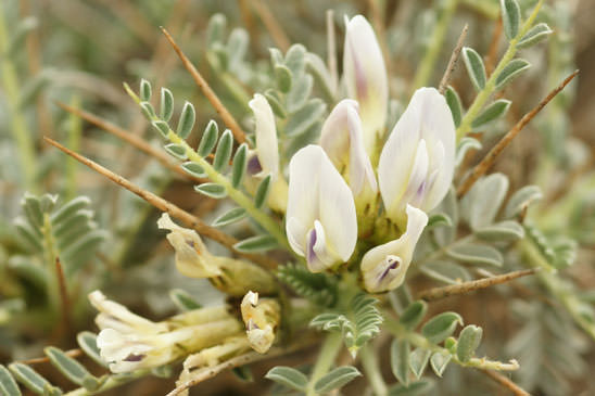 Astragale de Marseille - Astragalus tragacantha 