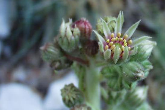 Balisier - Sempervivum calcareum 