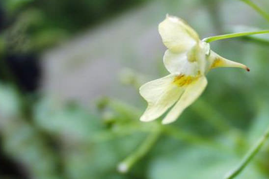 Balsamine à petites fleurs - Impatiens parviflora 