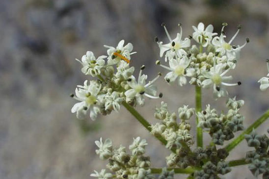 Berce de Pollini - Heracleum pyrenaicum 