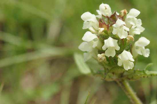 Brunelle blanche - Prunella laciniata 
