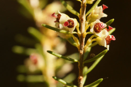 Bruyère à balais - Erica scoparia subsp. scoparia