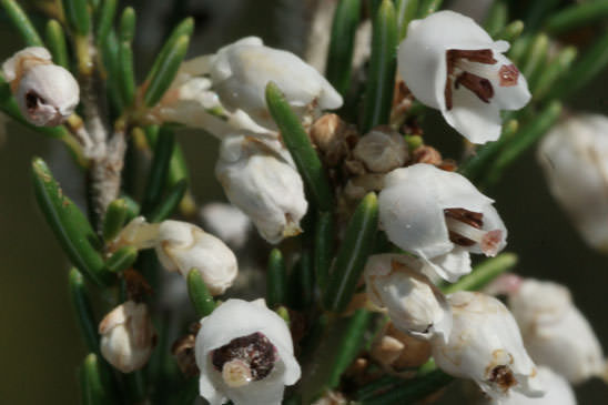 Bruyère arborescente - Erica arborea 