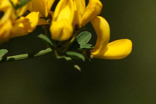 Calicotome épineux - Cytisus spinosus 