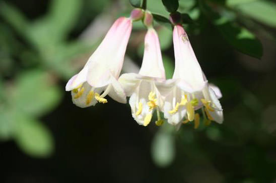 Camérisier des Pyrénées - Lonicera pyrenaica subsp. pyrenaica