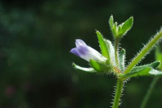 Campanule à petites fleurs - Campanula erinus 