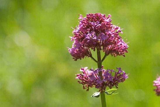 Centranthe rouge - Centranthus ruber subsp. ruber