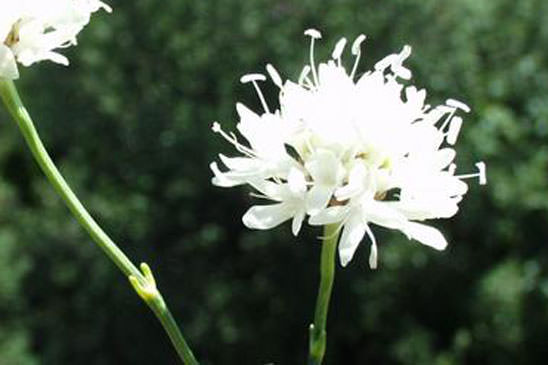 Céphalaire blanche - Cephalaria leucantha 