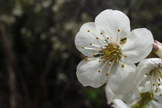 Cerisier acide - Prunus cerasus 