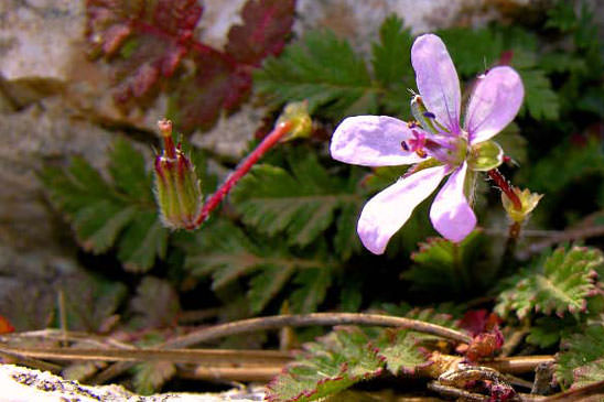 Cicutaire - Erodium cicutarium subsp. cicutarium