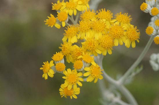 Cinéraire - Jacobaea maritima subsp. maritima