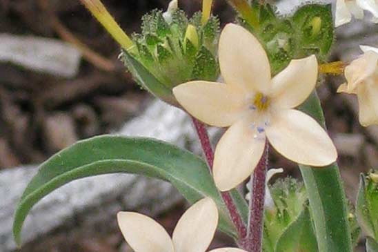 Collomie à grandes fleurs - Collomia grandiflora 