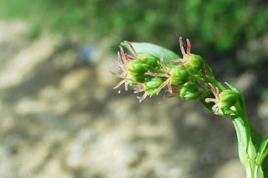 Corroyère - Coriaria myrtifolia 