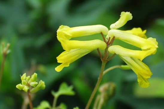 Corydale jaune - Pseudofumaria lutea 