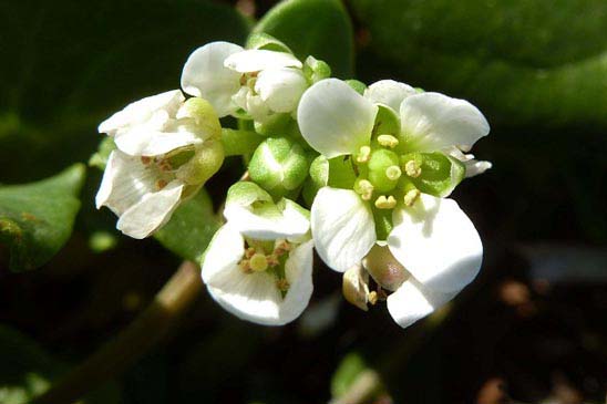 Cranson officinal - Cochlearia officinalis 