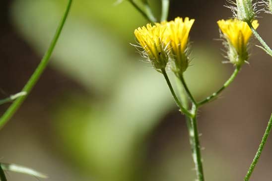 Crépide à petites fleurs - Crepis micrantha 