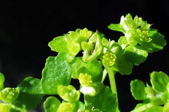 Dorine à feuilles opposées - Chrysosplenium oppositifolium 
