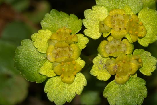 Dorine à feuilles alternes - Chrysosplenium alternifolium 