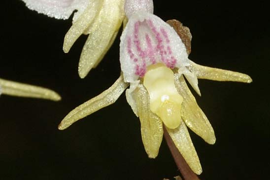 Épipogon sans feuilles - Epipogium aphyllum 