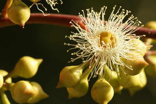 Eucalyptus - Eucalyptus camaldulensis 