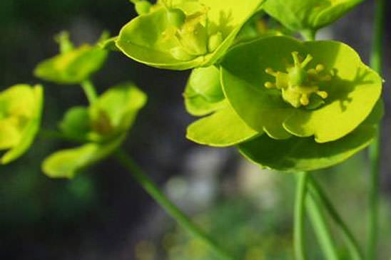 Euphorbe à double ombelle - Euphorbia biumbellata 