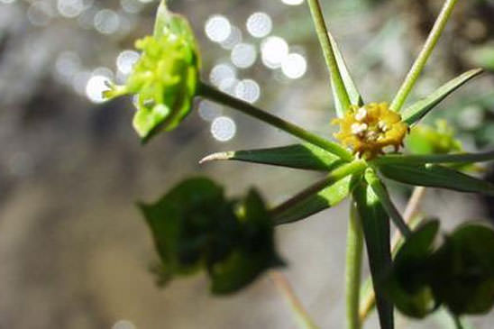 Euphorbe à feuilles de graminée - Euphorbia graminifolia 