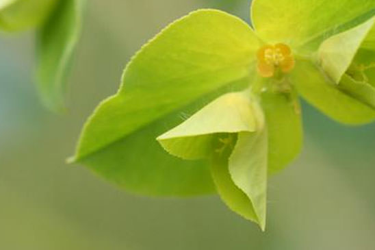 Euphorbe à feuilles larges - Euphorbia platyphyllos 