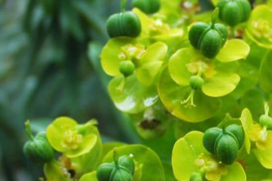 Euphorbe arborescente - Euphorbia dendroides 