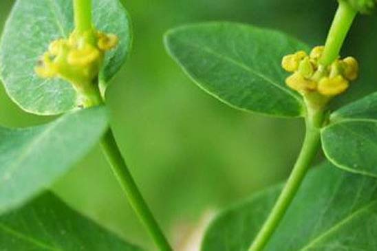 Euphorbe d'Irlande - Euphorbia hyberna 