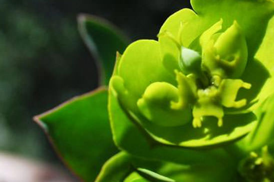 Euphorbe de Nice - Euphorbia nicaeensis 