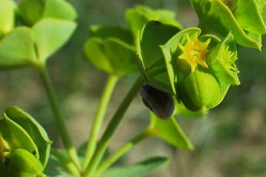 Euphorbe de Portland - Euphorbia segetalis subsp. portlandica