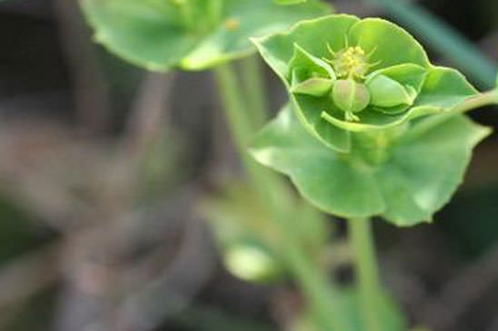 Euphorbe de Terracine - Euphorbia terracina 