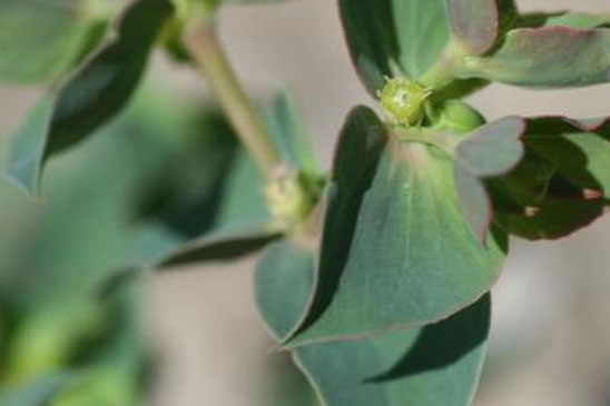 Euphorbe de Turin - Euphorbia taurinensis 