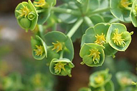 Euphorbe des Baléares - Euphorbia pithyusa 