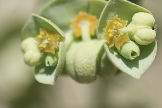 Euphorbe des dunes - Euphorbia paralias 