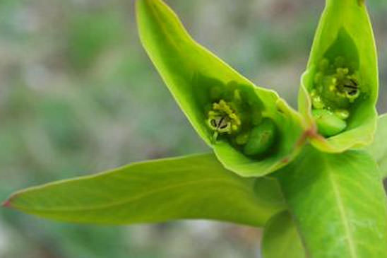 Euphorbe des jardins - Euphorbia lathyris 