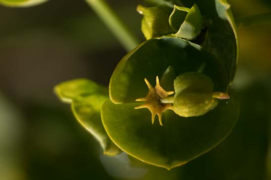 Euphorbe des moissons - Euphorbia segetalis subsp. segetalis