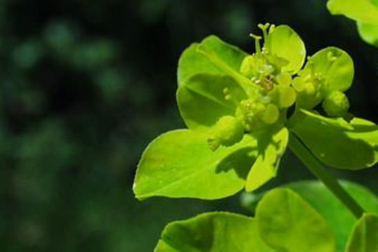 Euphorbe droite - Euphorbia stricta 