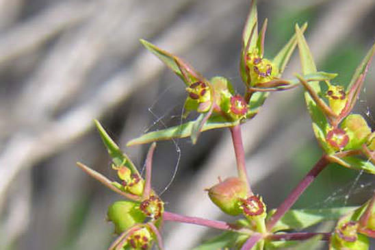 Euphorbe exiguë - Euphorbia exigua 