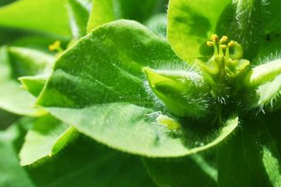 Euphorbe hirsute - Euphorbia hirsuta 