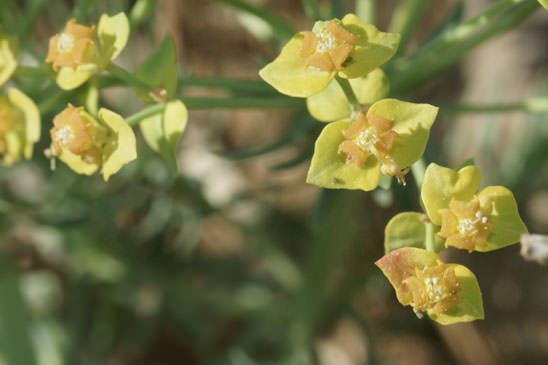 Euphorbe Petit-cyprès - Euphorbia cyparissias 