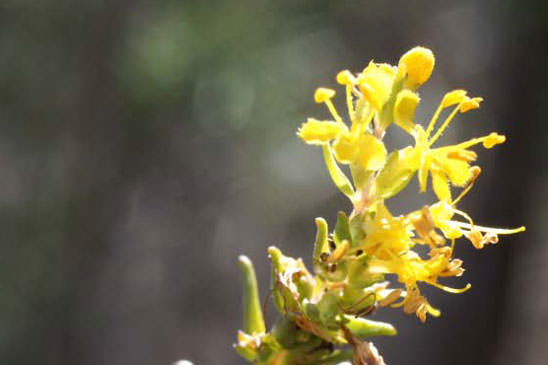 Euphraise jaune - Odontites luteus subsp. luteus