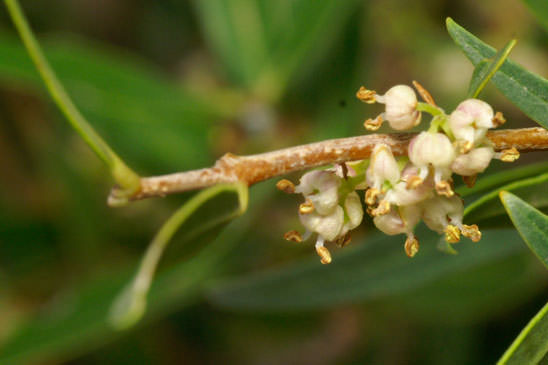 Filaire à feuilles étroites - Phillyrea angustifolia 