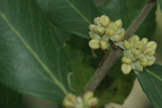 Filaire à feuilles larges - Phillyrea latifolia 