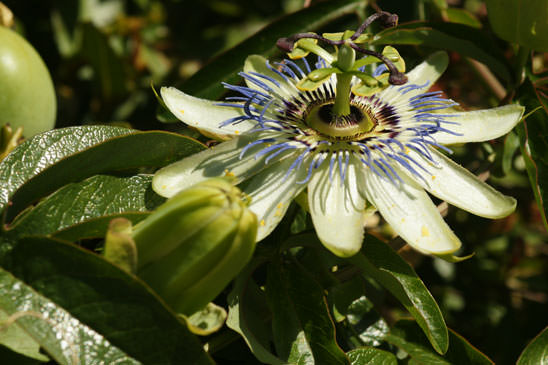 Fleur de la Passion - Passiflora caerulea 