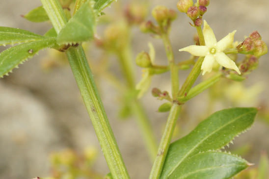 Garance voyageuse - Rubia peregrina subsp. peregrina