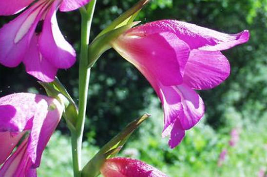 Glaïeul commun - Gladiolus communis 