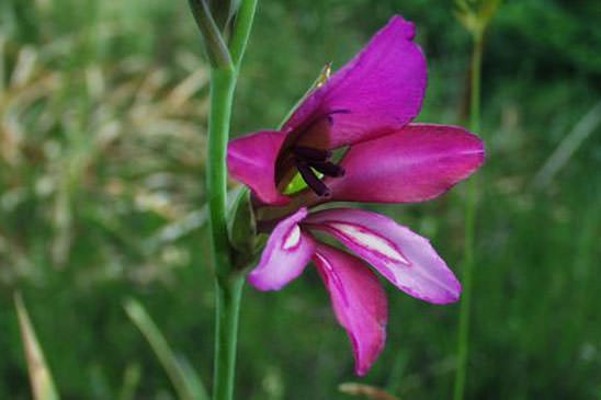 Glaïeul d'Illyrie - Gladiolus gallaecicus 