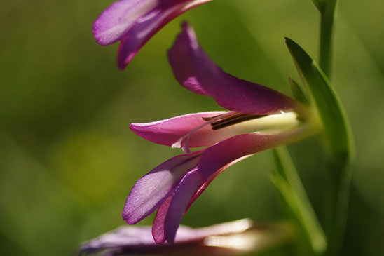 Glaïeul d'Italie - Gladiolus italicus 