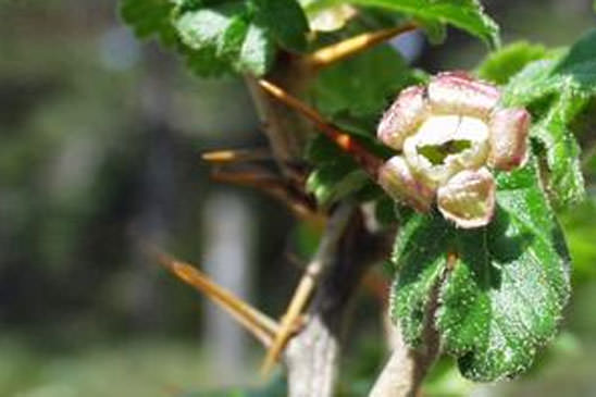 Groseillier à maquereaux - Ribes uva-crispa 